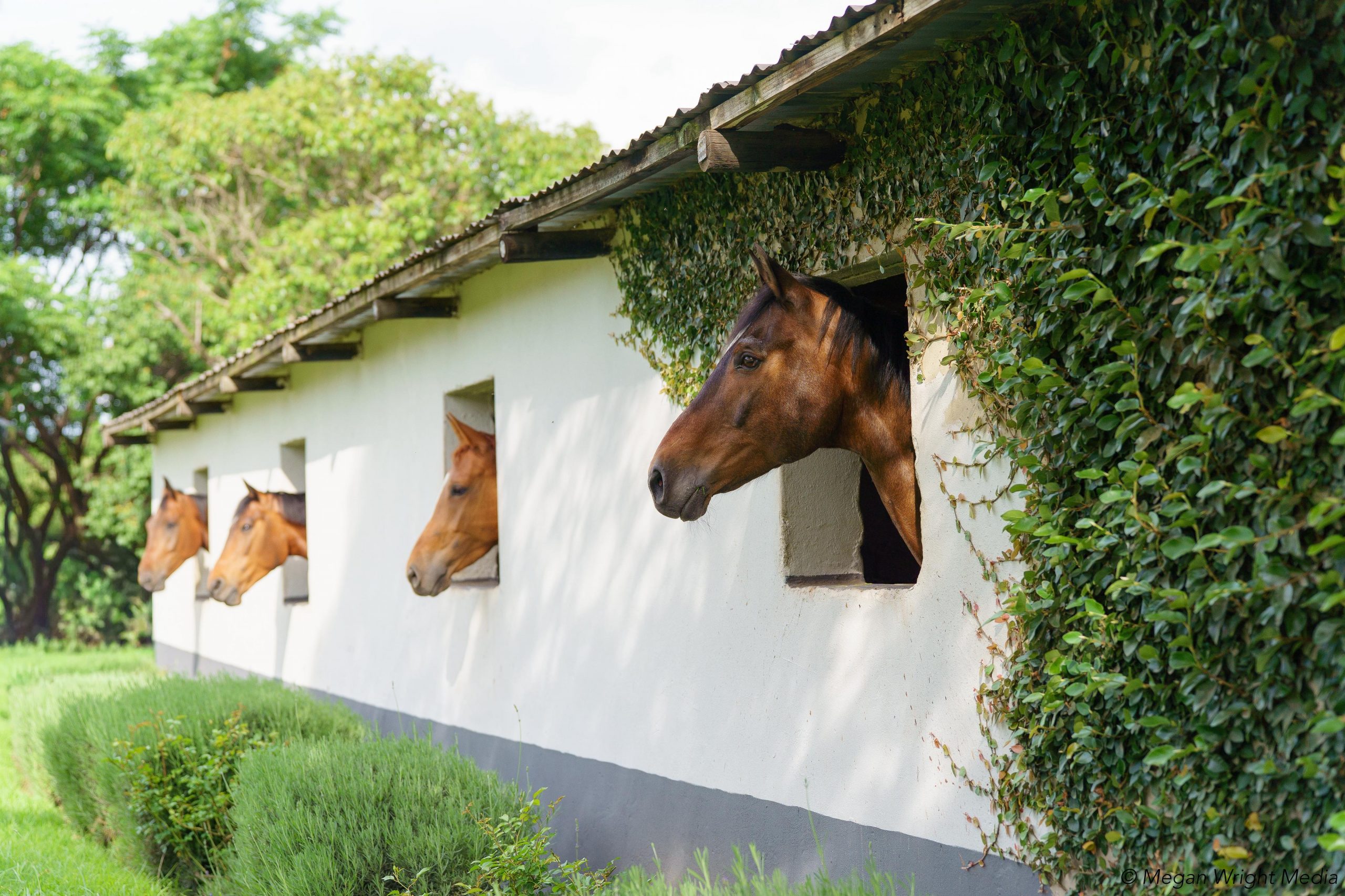 Horses looking out of stables